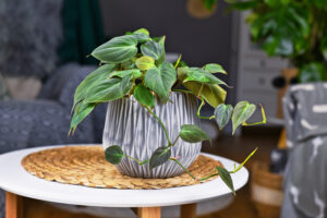 Philodendron Mican