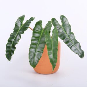 Philodendron Billietiae