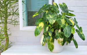 Philodendron Burle Marx Variegated