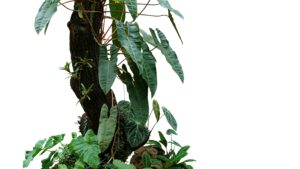 Philodendron Billietiae