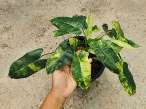 Philodendron Burle Marx Variegated