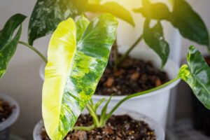 Philodendron Burle Marx Variegated