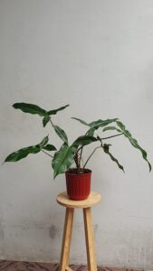 Philodendron Mexicanum