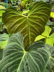 Philodendron Splendid