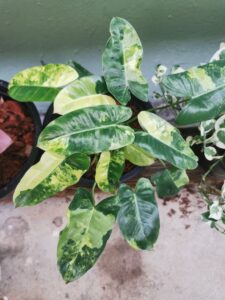 Philodendron Burle Marx Variegated