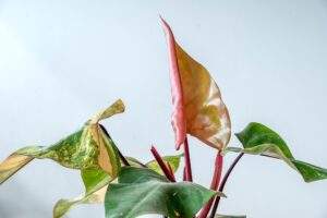 Philodendron Strawberry Shake