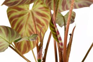 Philodendron Verrucosum