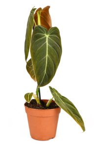 Philodendron Melanochrysum