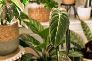 Philodendron Melanochrysum