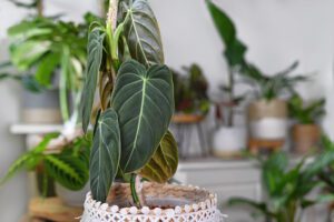 Philodendron Melanochrysum