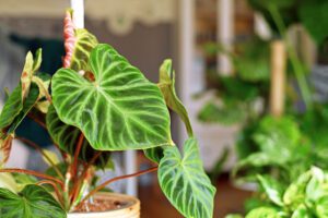 Philodendron Verrucosum