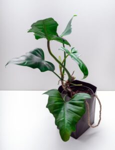 Philodendron Shangri-La