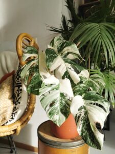 Monstera Albo