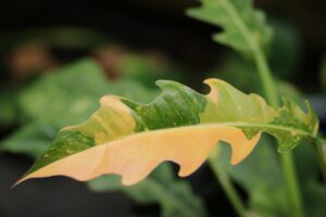 Philodendron Ring of Fire