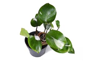 Philodendron White Knight