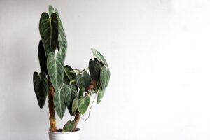 Philodendron Melanochrysum