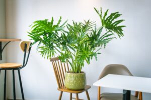 Philodendron Selloum