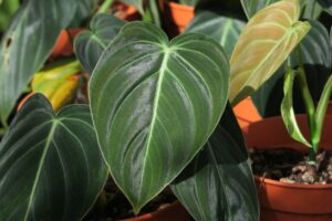 Philodendron Melanochrysum