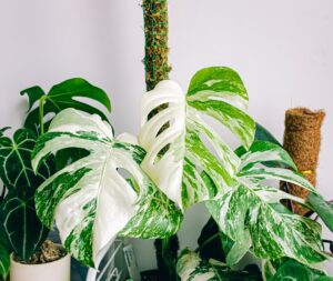 Monstera Albo