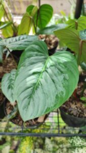 Philodendron Sodiroi