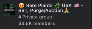 Rare plants for sale facebook group