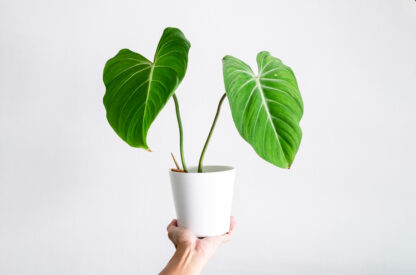 Philodendron Gloriosum