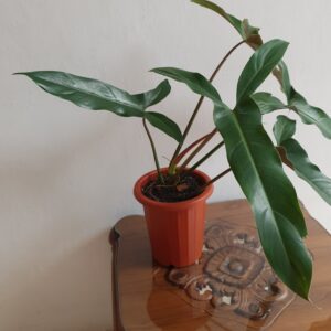 Philodendron Mexicanum