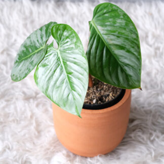 Philodendron Sodiroi