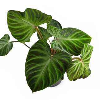 Philodendron Verrucosum