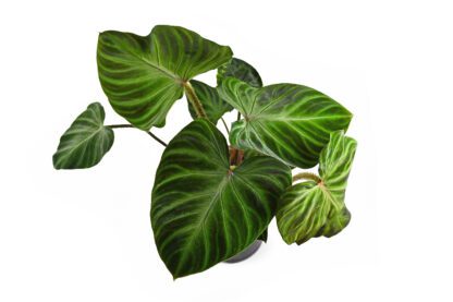 Philodendron Verrucosum