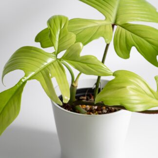 Philodendron Florida Ghost