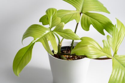 Philodendron Florida Ghost